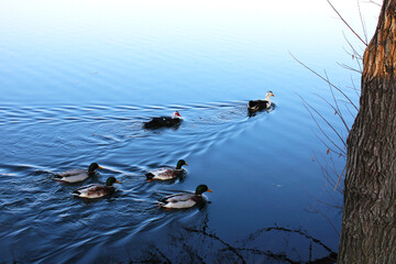 Mallard (Ducks with Green Head) ducks, Muscovy duck and Ancona duck are swimming in the lake