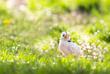  chick posing on grass in spring - 786982445