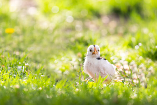  chick posing on grass in spring