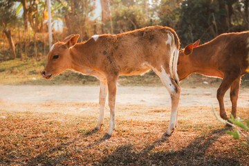 Cows on the side of a dusty road at sunset