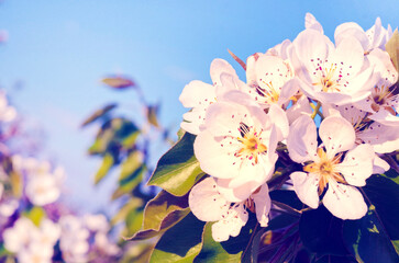 Pear blossom in spring garden (backgrounds - concept)