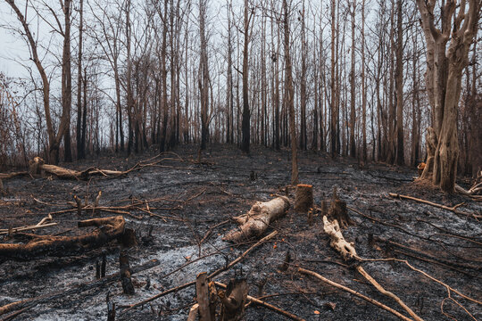 Fields burned in the aftermath of burning season in Laos