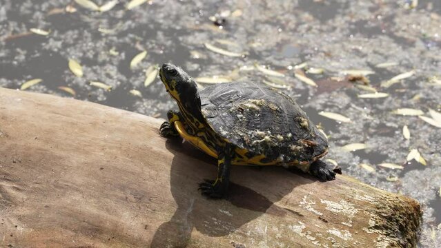 turtle on the tree log. 4 k video with small turtle