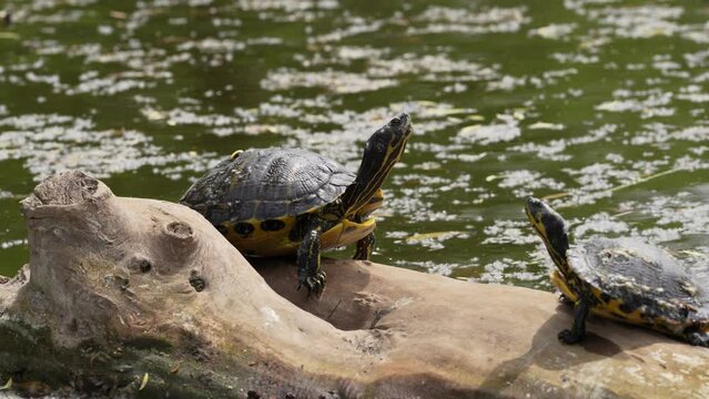 turtle on the tree log. 4 k video