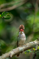 Banded Kingfisher The head, back, and tail have alternating brown stripes. The body below is white. The chest and sides of the body have a black scale pattern.