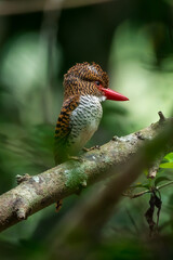 Banded Kingfisher The head, back, and tail have alternating brown stripes. The body below is white. The chest and sides of the body have a black scale pattern.