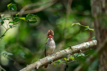 Banded Kingfisher The head, back, and tail have alternating brown stripes. The body below is white. The chest and sides of the body have a black scale pattern.