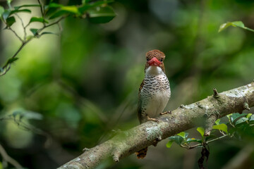 Banded Kingfisher The head, back, and tail have alternating brown stripes. The body below is white. The chest and sides of the body have a black scale pattern.
