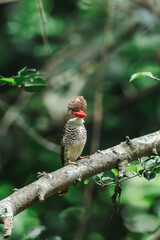 Banded Kingfisher The head, back, and tail have alternating brown stripes. The body below is white. The chest and sides of the body have a black scale pattern.