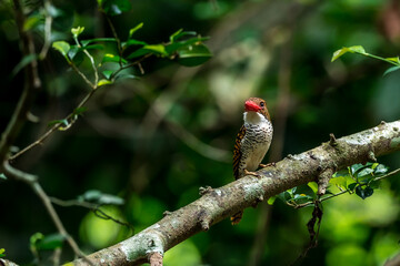 Banded Kingfisher The head, back, and tail have alternating brown stripes. The body below is white. The chest and sides of the body have a black scale pattern.