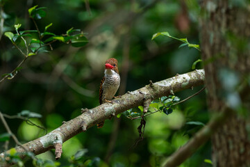 Banded Kingfisher The head, back, and tail have alternating brown stripes. The body below is white. The chest and sides of the body have a black scale pattern.