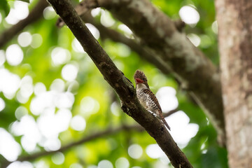 Banded Kingfisher The head, back, and tail have alternating brown stripes. The body below is white. The chest and sides of the body have a black scale pattern.