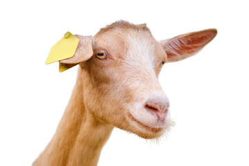 One goat's head is sticking out of the stall, looking curiously at the passing cattle, isolated on white background.