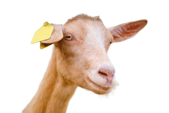 One goat's head is sticking out of the stall, looking curiously at the passing cattle, isolated on white background.