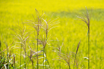 View of the reeds against the yellow rice field
