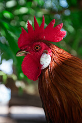 Close up of a rooster in a tree