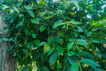 pepper (Piper nigrum) plant in Indonesia, known as lada, is one of Indonesia's main agricultural products
