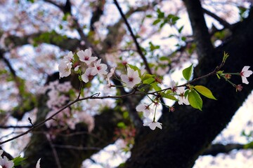満開の桜と新芽