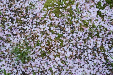落ちた桜の花びらと苔