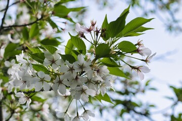 満開の桜のアップ