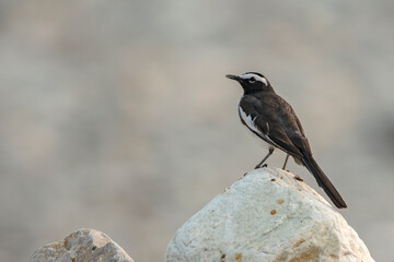 Close up of a beautiful Wagtail bird finding from ground at Jayanti river.