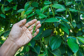 hand hold (checking) green pepper seeds (Piper nigrum). fresh green pepper seed on the tree
