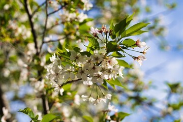 満開の桜と新芽
