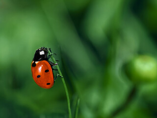 Ladybug sitting on a green leaf, macro