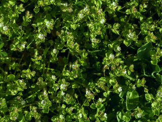 Fototapeta na wymiar Meadow flowers on green blurred background.