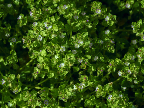 Meadow flowers on green blurred background.