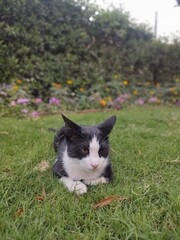 portrait of a cat with eyes, cat on the grass, cute kitten photography, wild life photography