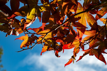autumn leaves against sky