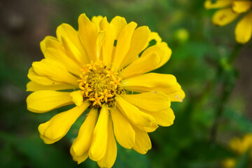 yellow zinnia flower in the garden