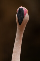 Close-up of flamingo's look to a lens against dark background