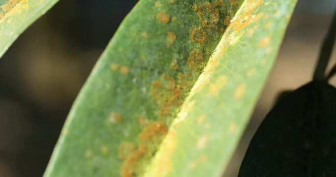 Close-up of green leaves with Agal Spot, illness of Durian in the plantations,Durian disease ,in the durian garden causing by Cephaleuros virescense

