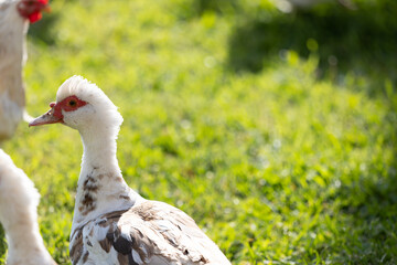 domestic duck on the grass - 786993234