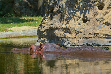 Common hippopotamus in the water. Portrait of an amphibian hippo. These dangerous large herbivores...