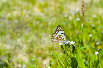 Belenois aurota butterfly on a flower, wildlife animal background wallpaper