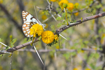 Close up of Belenois aurota butterfly on vachellia nilotica flower, yellow egyptian thorn tree
