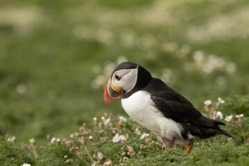 Atlantic Puffin