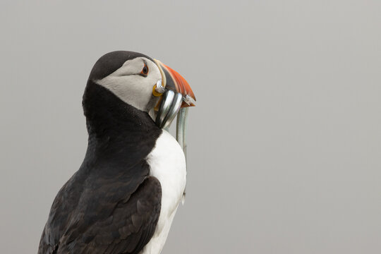 Atlantic Puffin with sand eels