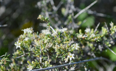 close up of a moss, wildlife bush nature background