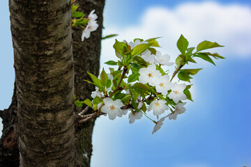 華やかではなく、ひっそりと咲く桜をテーマにした素材 © Bogey Yamamoto