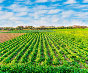beautiful farmland landscape with green rows of plants and vegetables on a spring or summer farm...