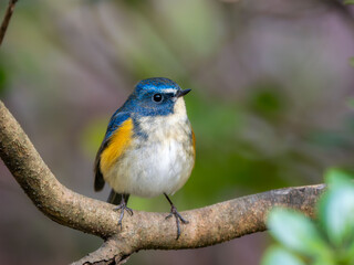森の中で枝に留まっているルリビタキの雄