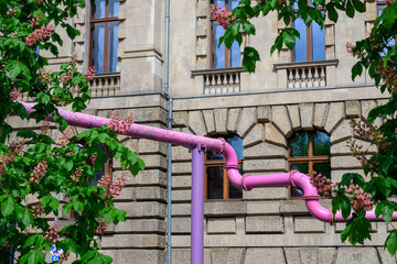 A pink sewage pipe from a construction site in the centre of Berlin with chestnut blossoms