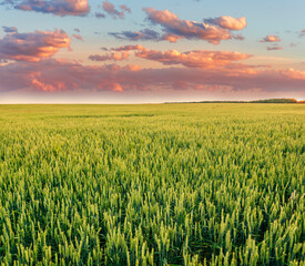 beautiful landscape of green young spring of summer wheat field during sunset or sunrise with young crop and amazing cloudy sky on background.