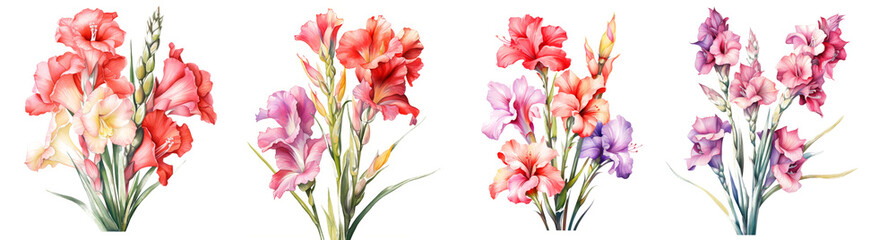 Obraz premium Watercolor gladiolus clipart isolated on transparent background