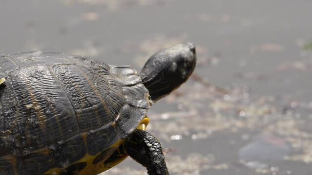  close up of the turtle basking in the sun on the edge of the lake. 4 k video