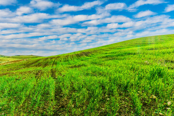 Fototapeta na wymiar green spring hills with young grass and amazing growing fields and hills with beautiful bright cloudy sunset on background of rural landscape
